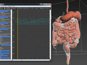 Digestive system animated 3D Model