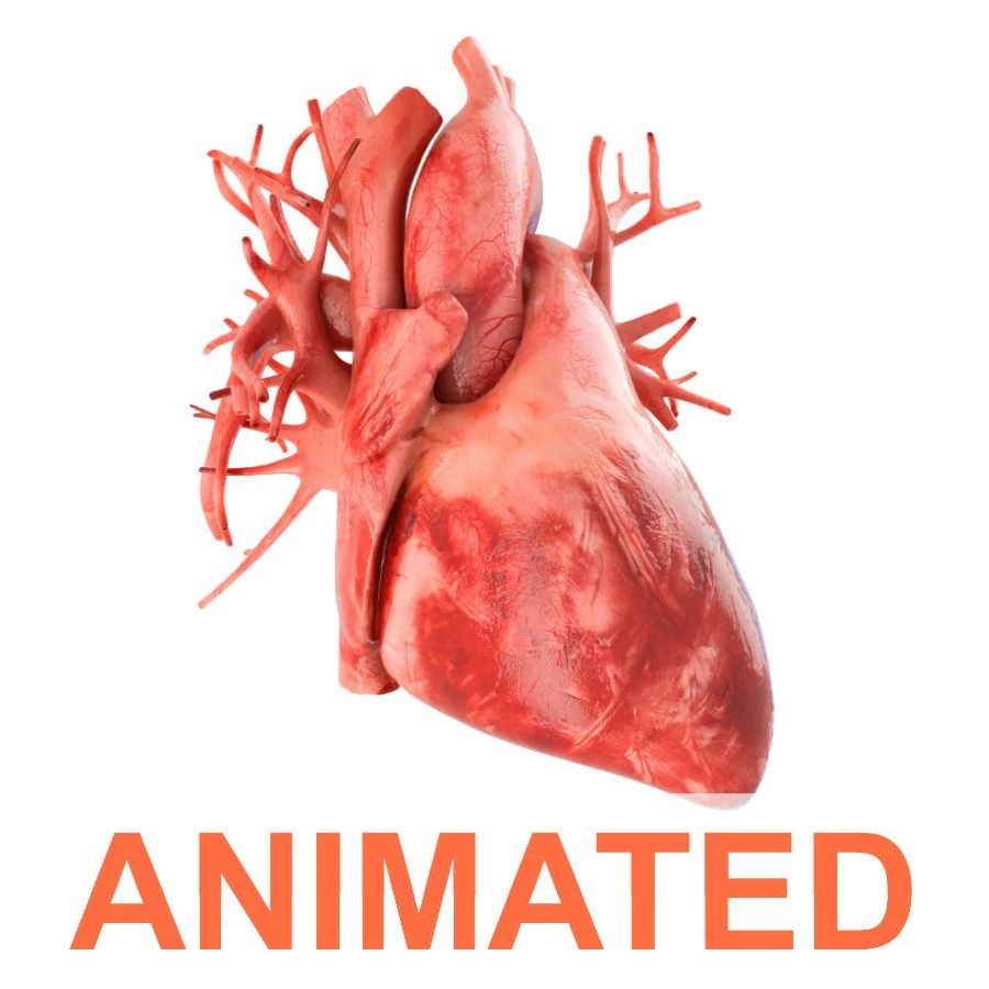 human heart animated v3 3D Model .c4d .max .obj .3ds .fbx .stl .blend 