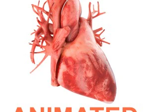 людське серце анімація v3 3D Модель