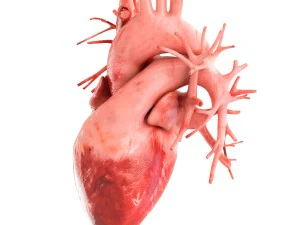 human heart animated v3 3D Model