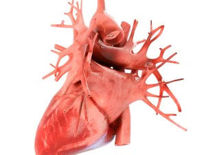 human heart animated v3 3D Model