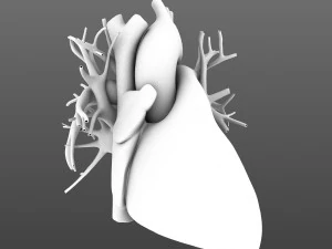 human heart animated v3 3D Model