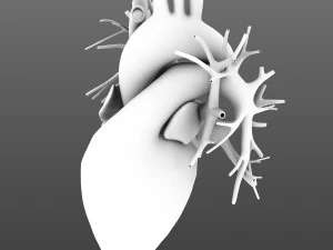 human heart animated v3 3D Model