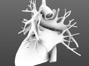 human heart animated v3 3D Model