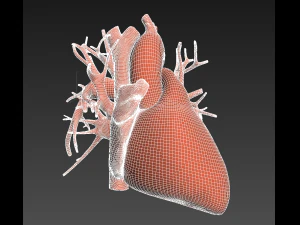 human heart animated v3 3D Model