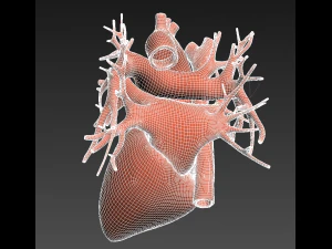 human heart animated v3 3D Model