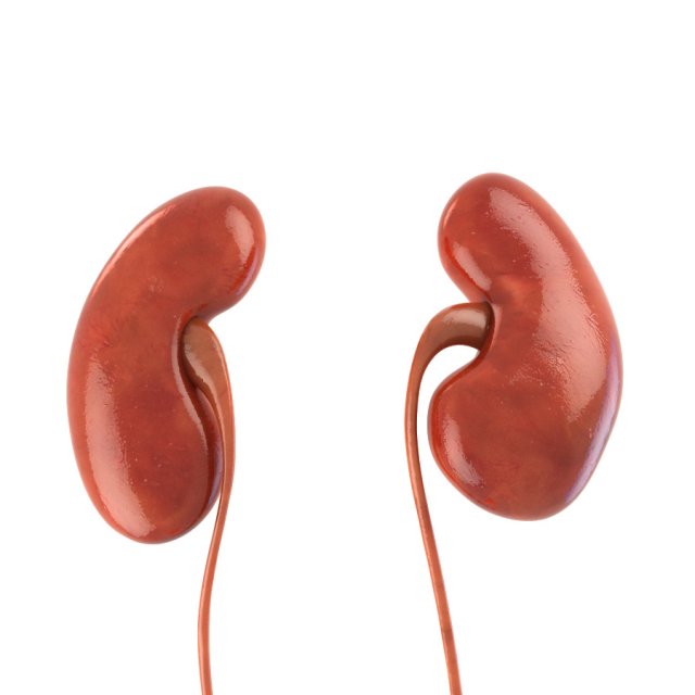 human kidneys 3D Model .c4d .max .obj .3ds .fbx .stl .blend 