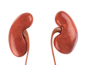 human kidneys 3D Model
