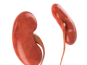 human kidneys 3D Model