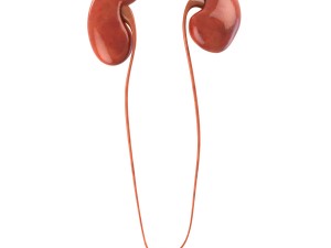 human kidneys 3D Model