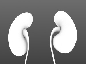human kidneys 3D Model