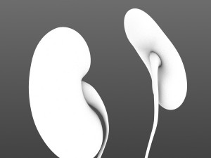 human kidneys 3D Model