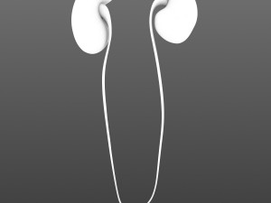 human kidneys 3D Model
