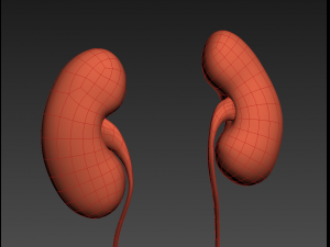 human kidneys 3D Model