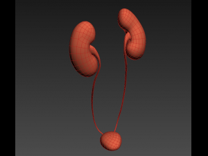 human kidneys 3D Model