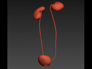 human kidneys 3D Model