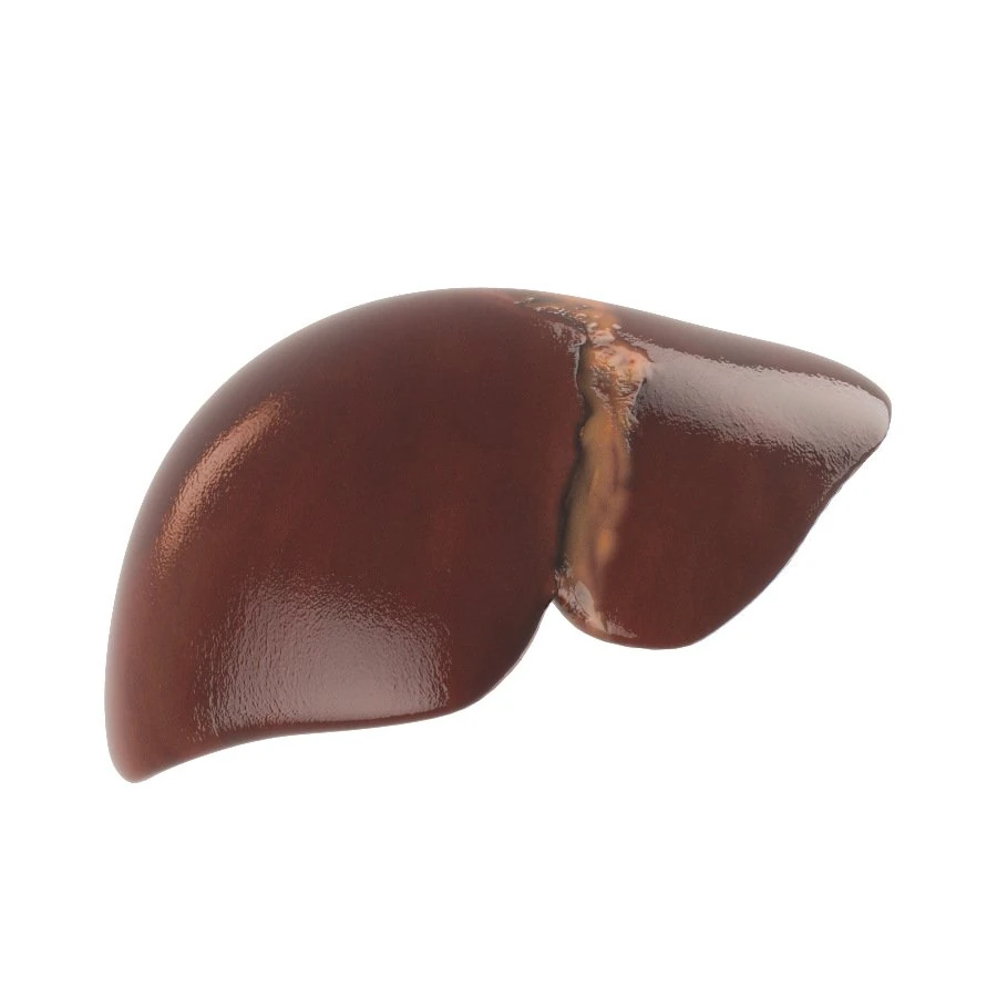 human liver 3D Model .c4d .max .obj .3ds .fbx .stl .blend 