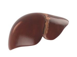 human liver 3D Model