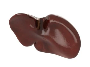 human liver 3D Model