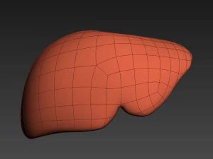 human liver 3D Model