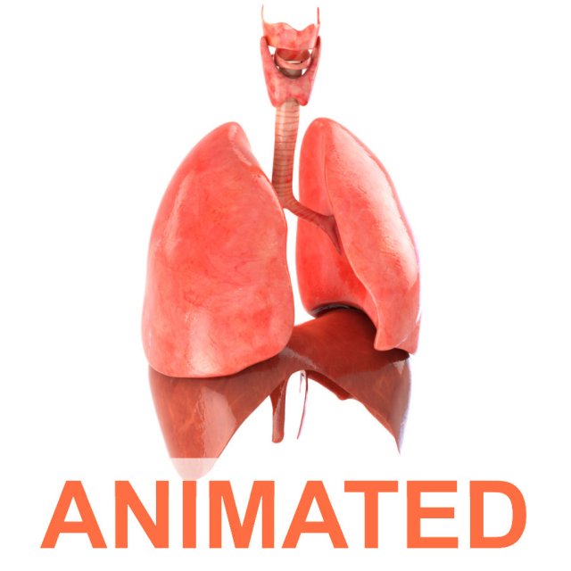 lungs animated 3D Model .c4d .max .obj .3ds .fbx .stl .blend 