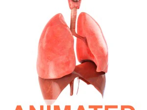pulm&otilde;es animados Modelo 3D