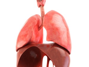 lungs animated 3D Model