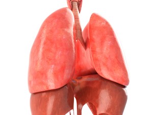 lungs animated 3D Model