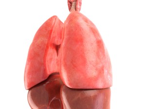 lungs animated 3D Model