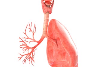 lungs animated 3D Model