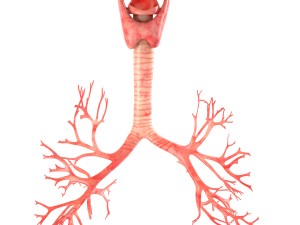 lungs animated 3D Model
