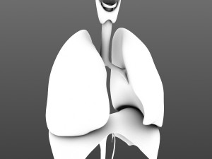lungs animated 3D Model