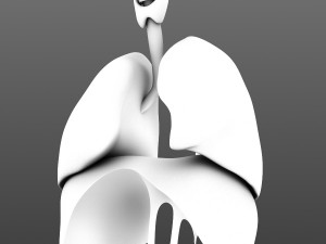 lungs animated 3D Model