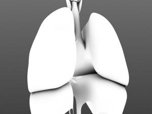 lungs animated 3D Model
