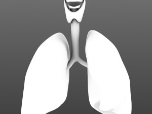 lungs animated 3D Model