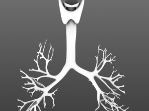 lungs animated 3D Model