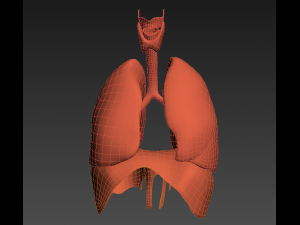 lungs animated 3D Model