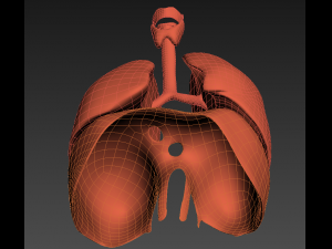 lungs animated 3D Model