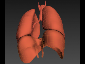 lungs animated 3D Model