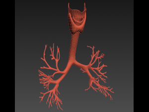 lungs animated 3D Model
