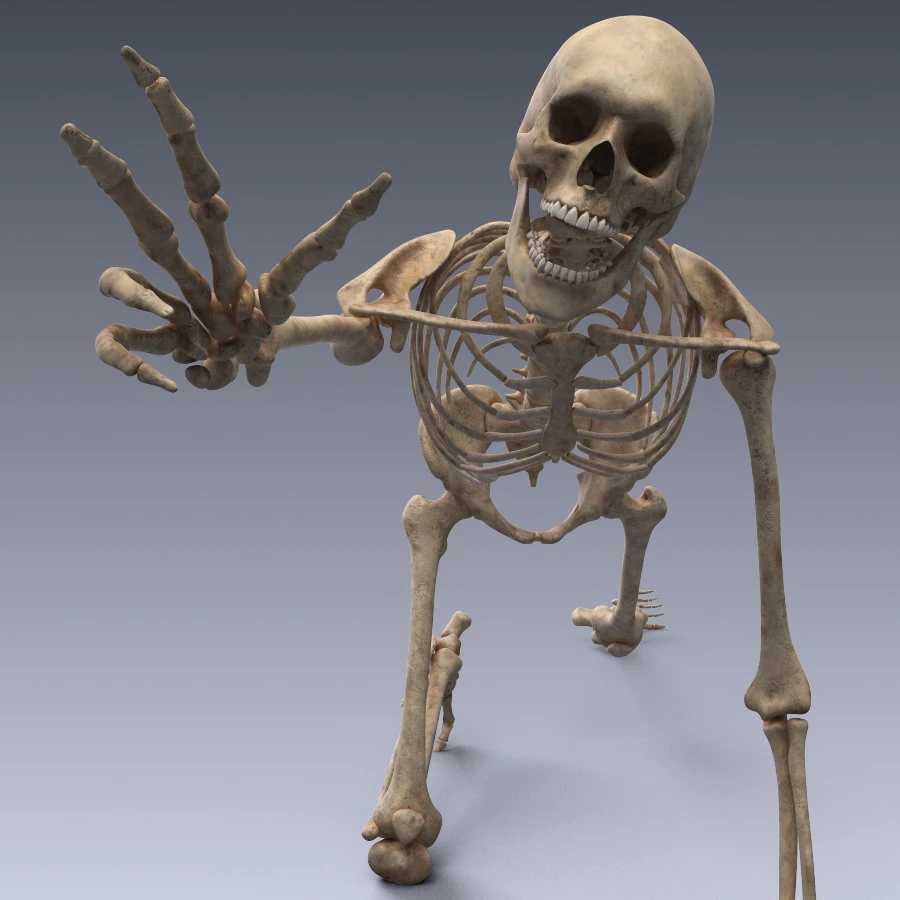 human skeleton rigged 3D Model .c4d .max .obj .3ds .fbx .stl .blend 