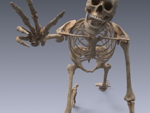human skeleton rigged 3D Model