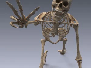 人間の骨格が装備されている 3Dモデル