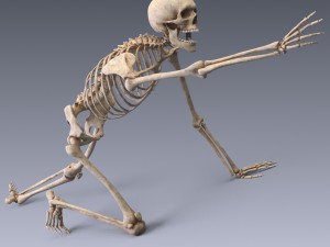 human skeleton rigged Modèle 3D