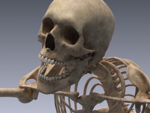 human skeleton rigged Modèle 3D