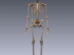 human skeleton rigged Modèle 3D
