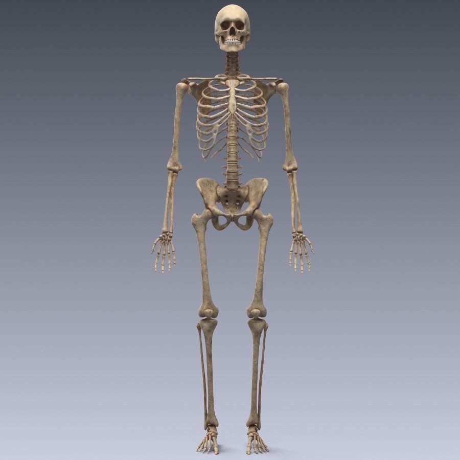 3d models skeleton. 3ds Max Skeleton. Скелет человека. Скелет человека 3д. Скелет со стоячим.