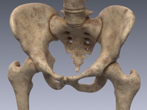 human skeleton rigged Modèle 3D