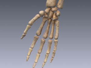 human skeleton rigged Modèle 3D