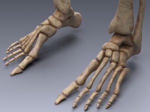 human skeleton rigged Modèle 3D